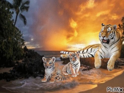 Tigers - Gratis geanimeerde GIF