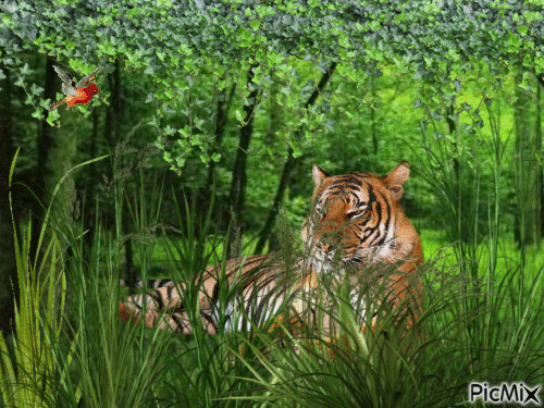 Tigre dans la fôret - Безплатен анимиран GIF