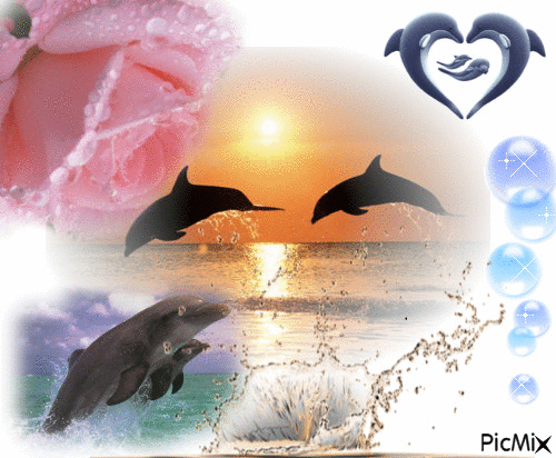 les dauphin - Gratis geanimeerde GIF