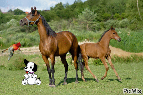 konie - Nemokamas animacinis gif