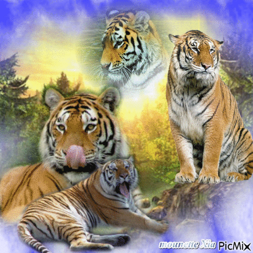 les tigres - Gratis geanimeerde GIF
