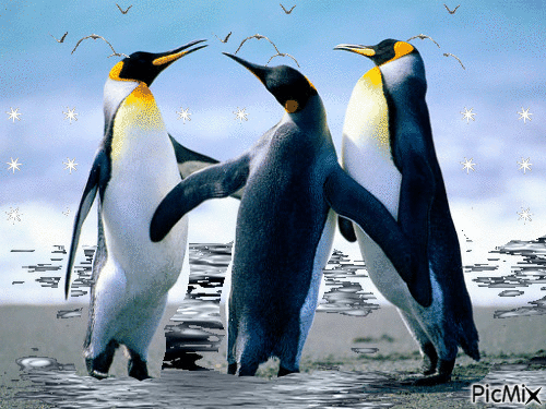 пингвины - Animovaný GIF zadarmo