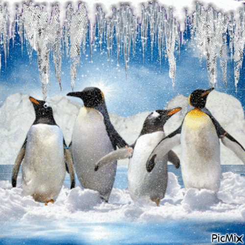 Pinguins - Бесплатный анимированный гифка