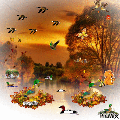 le rendez vous des canards a l automne - 無料のアニメーション GIF