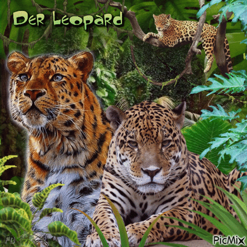 Der Leopard - Бесплатный анимированный гифка