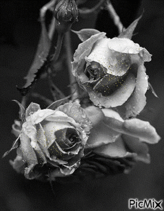 Roses - GIF animado grátis