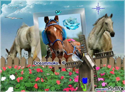 Le champion Dreammoko. © - Free animated GIF