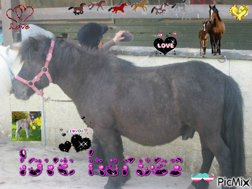 love horses - Бесплатный анимированный гифка