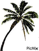 palmier - бесплатно png