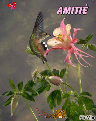 bisous colibri - Nemokamas animacinis gif