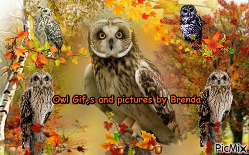 OWL cover for group - PNG gratuit