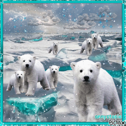 Les ours polaires - GIF animado grátis