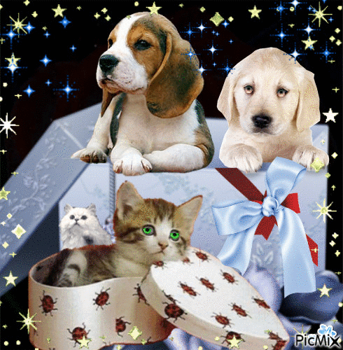 Concours "Chiens et chats" - 免费动画 GIF