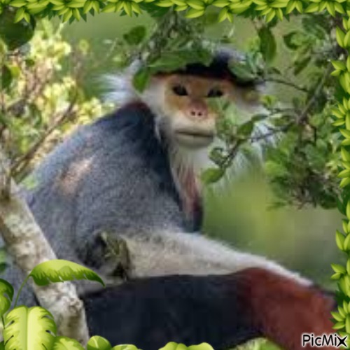 Wildlife - darmowe png