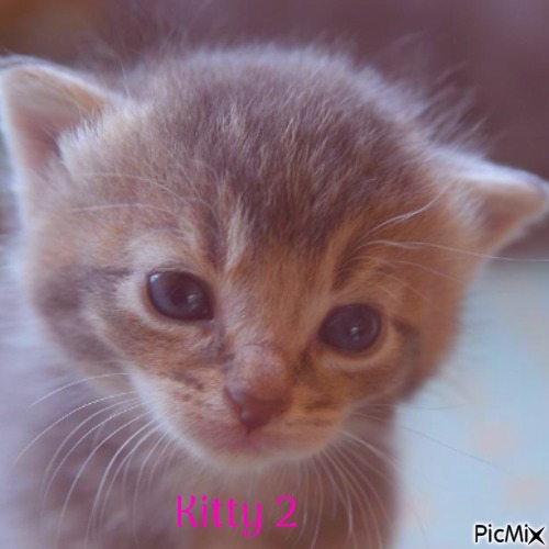Kitty 2 - PNG gratuit