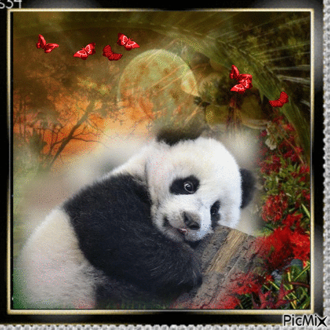 Panda au repos - GIF animé gratuit
