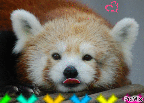 panda roux - Ingyenes animált GIF