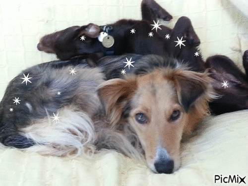 mes chiens - Free animated GIF