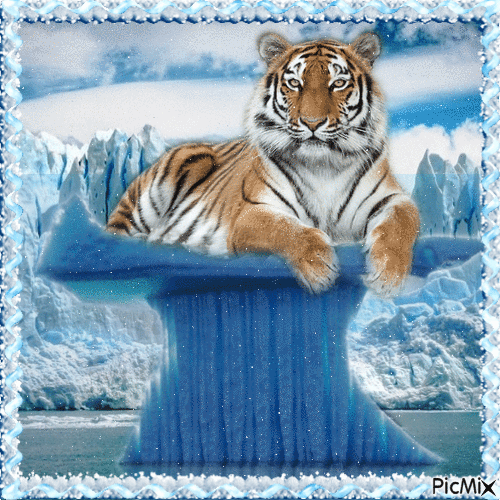 Tiger an einem ungewöhnlichen Ort - GIF animasi gratis
