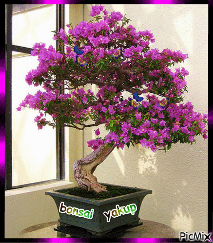 bonsai - Ilmainen animoitu GIF