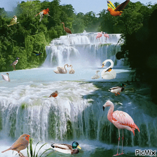 la cascade aux oiseaux - GIF animado gratis