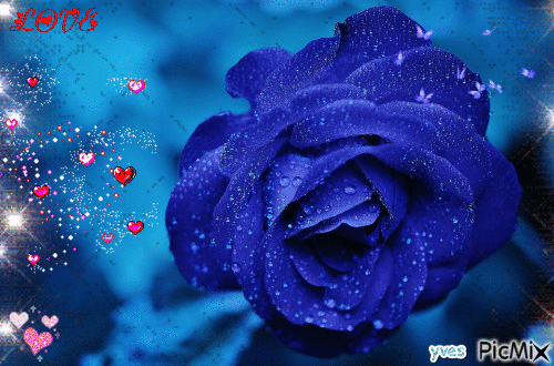 blue roses - Free animated GIF
