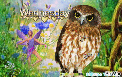 WEDNESDAY MORNING OWL 2 - GIF animado gratis