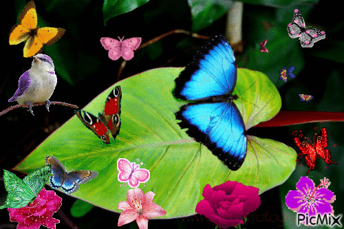 mariposa - GIF animado gratis
