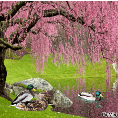 Ducks watching their grown up duck swim - Безплатен анимиран GIF