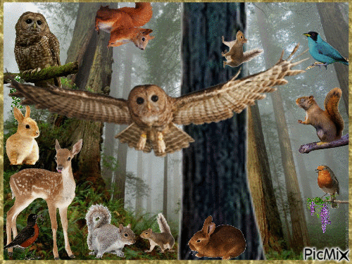 CrCitters In The Redwood Forest - Ingyenes animált GIF