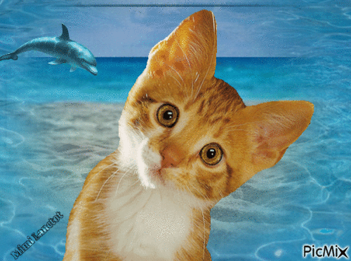 chat a la mer - GIF animé gratuit