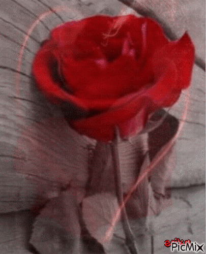 rózsa - Ingyenes animált GIF