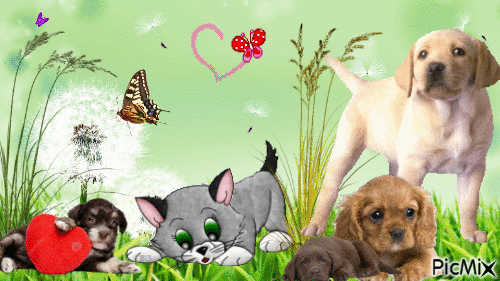 cute dogs - Ingyenes animált GIF