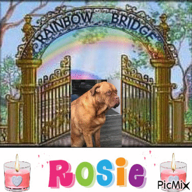Rosie - Free animated GIF