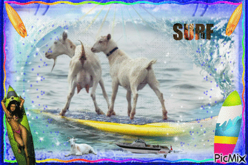 les  chèvres surfeuse - Бесплатный анимированный гифка