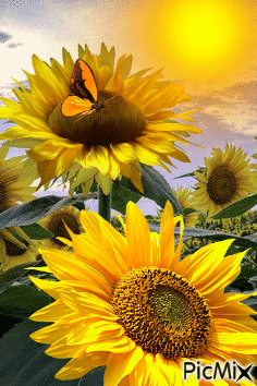 Mariposa en girasol - Ingyenes animált GIF