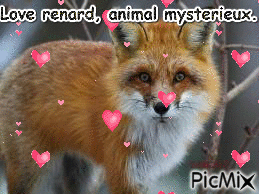 Love renard, un animal mystérieux. - Ingyenes animált GIF
