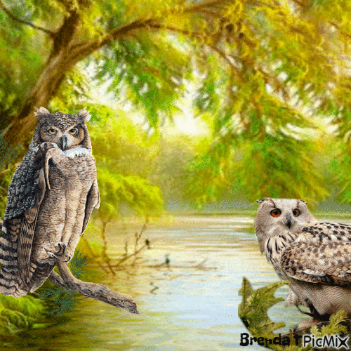 OWL - GIF animate gratis