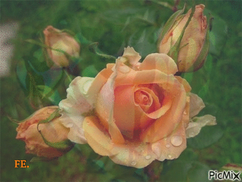 Fréz rózsa. - GIF animado gratis