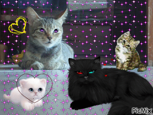 Cats - Darmowy animowany GIF