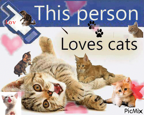 love you cats - Zdarma animovaný GIF