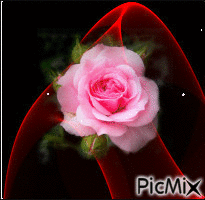 rose - Bezmaksas animēts GIF