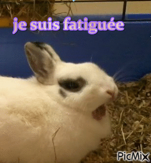 lapin fatiguée - Nemokamas animacinis gif