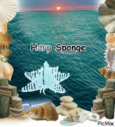Harp sponge - Free animated GIF