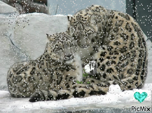 Léopard des neiges - GIF animé gratuit