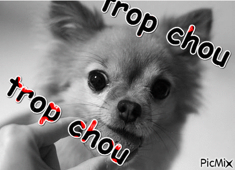 trop chou - Бесплатный анимированный гифка