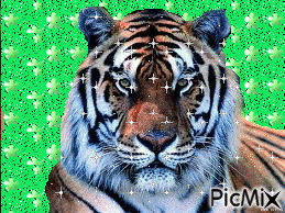 tigre - GIF animé gratuit