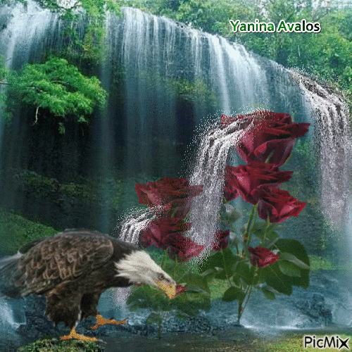 waterfall and eagle - 免费动画 GIF