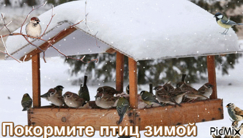 Покормите птиц зимой - GIF animate gratis