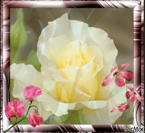 rosa blanca - Gratis animerad GIF